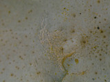 Dermatocarpon muhlenbergii image