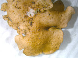 Dermatocarpon muhlenbergii image