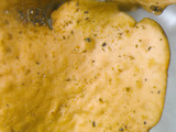 Dermatocarpon muhlenbergii image