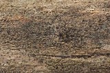Mollisia benesuada image