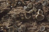 Mollisia benesuada image