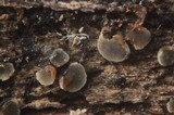 Mollisia benesuada image