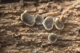 Mollisia benesuada image