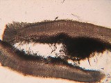Mollisia benesuada image