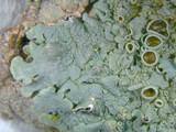 Hypotrachyna livida image