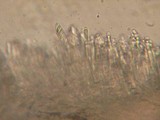 Mollisia benesuada image