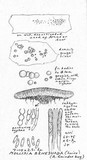 Mollisia benesuada image