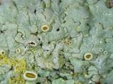 Hypotrachyna livida image