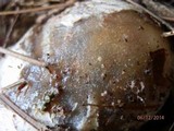 Phallus ravenelii image