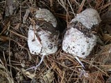 Phallus ravenelii image