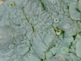 Hypotrachyna livida image