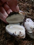 Phallus ravenelii image