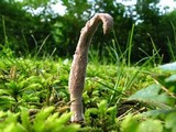 Nomuraea atypicola image