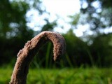 Nomuraea atypicola image