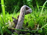Nomuraea atypicola image