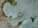 Hypotrachyna livida image