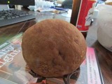 Boletus pseudopinophilus image