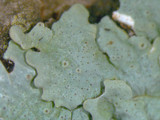 Hypotrachyna livida image