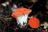 Sarcoscypha occidentalis image
