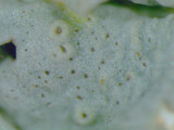 Hypotrachyna livida image