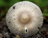 Amanita sect. Vaginatae image