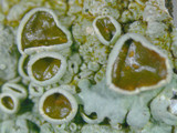 Hypotrachyna livida image