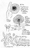 Ossicaulis lignatilis image