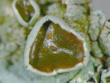 Hypotrachyna livida image