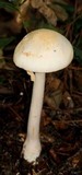 Amanita roseitincta image