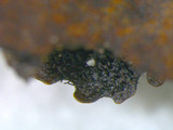 Hypotrachyna livida image
