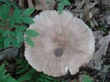 Megacollybia rodmanii image