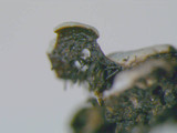 Hypotrachyna livida image