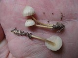 Mycena pseudoinclinata image