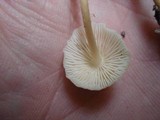 Mycena pseudoinclinata image