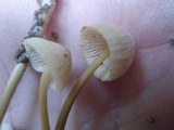 Mycena pseudoinclinata image