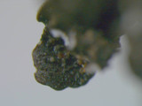 Hypotrachyna livida image