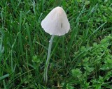 Conocybe apala image