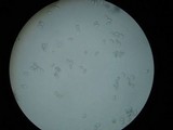 Peziza varia image