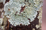 Hypotrachyna livida image