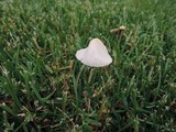 Conocybe apala image