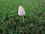 Conocybe apala image