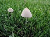 Conocybe apala image