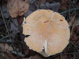Amanita chrysoblema image