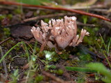 Lentaria byssiseda image