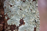 Hypotrachyna livida image