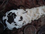 Amanita chrysoblema image