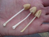 Conocybe apala image