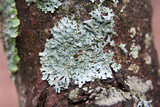 Hypotrachyna livida image