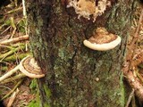 Fomitopsis ochracea image
