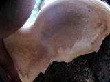 Fomitopsis ochracea image